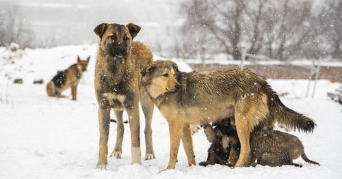 Dogs walking on snow covered field