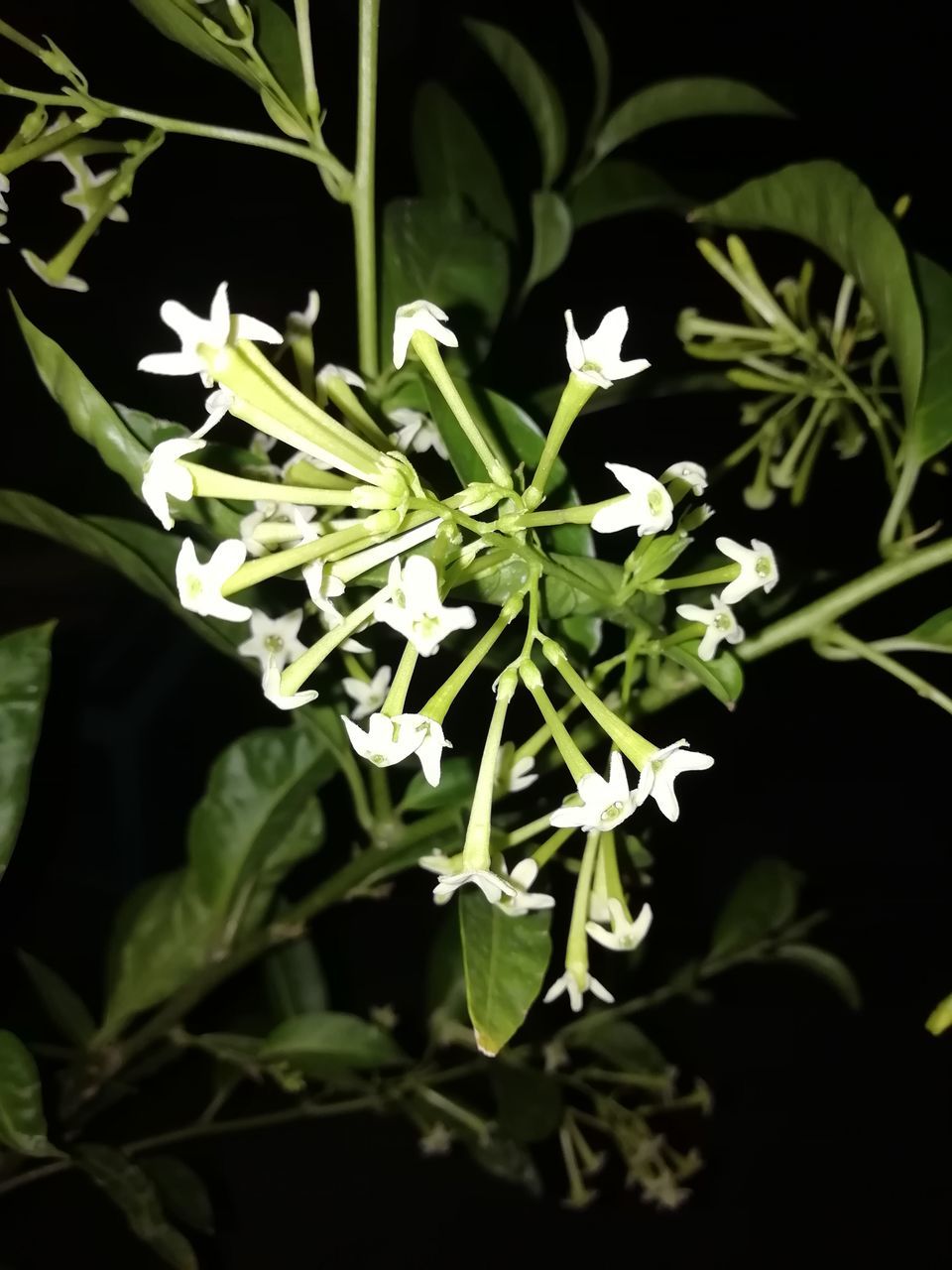 CLOSE-UP OF WHITE FLOWERING PLANTS AGAINST BLACK BACKGROUND