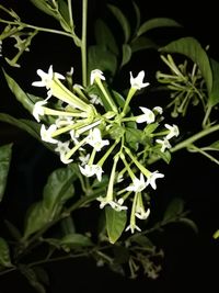 Close-up of white flowering plant against black background