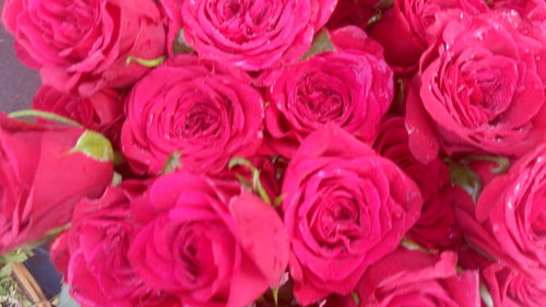 Close-up of pink rose