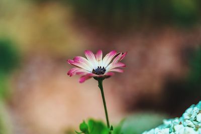 Close-up of pink cosmos flower blooming outdoors