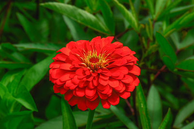 Close-up of red flower in park