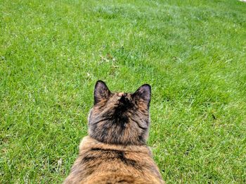 Cat on field