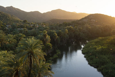View of an oasis seen from mulege mission.