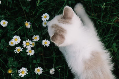 Baby cat outdoor with flowers 