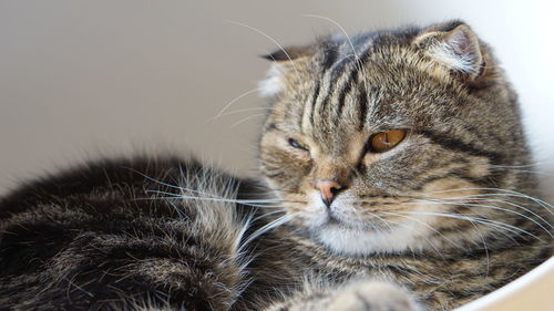 Close-up of a cat looking away