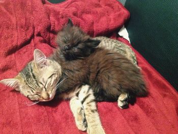 Cat relaxing on blanket