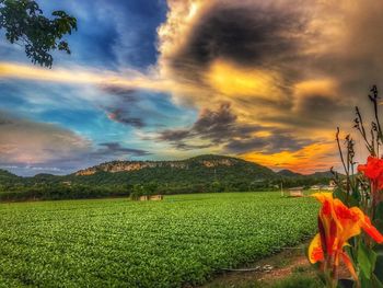 Scenic view of agricultural field against sky during sunset