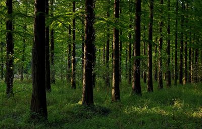 View of trees in forest