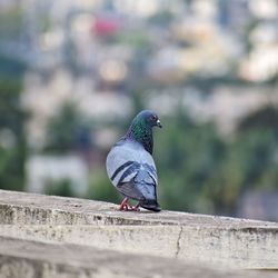 Pigeon perching on retaining wall