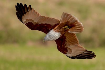 Close-up of eagle flying against blurred background