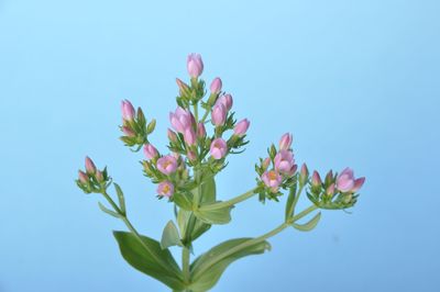 Close-up of pink flowering plant against blue sky