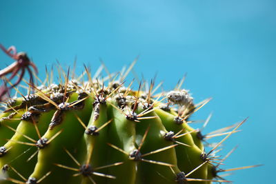 thorns, spines, and prickles