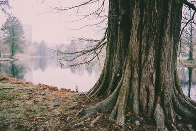 Panoramic shot of trees in forest