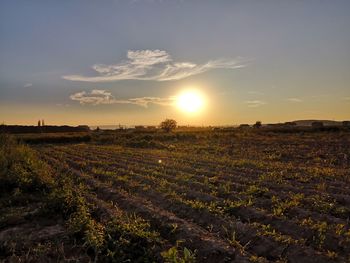 Scenic view of field against sky during sunset