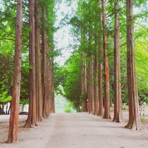 Narrow pathway along trees