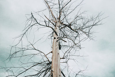 Low angle view of bare tree against sky