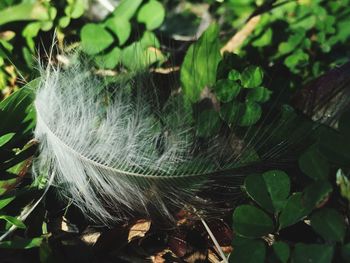 Close-up of feather on plant