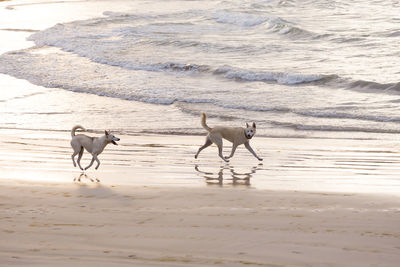 Pale husky-type dogs running at dawn on beautiful sand beach with water in the background