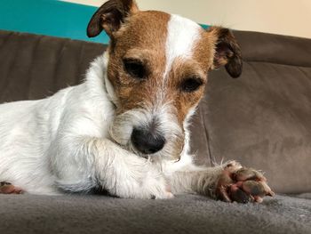 Close-up of a dog lying down at home