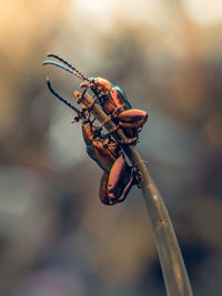 Rainbow bugs on the leaf