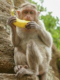 Close-up of monkey eating food