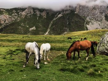 Horses grazing in a field