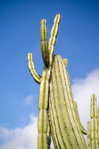 Low angle view of cactus plant against blue sky