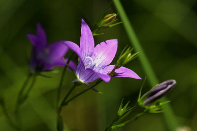 Close-up of purple iris