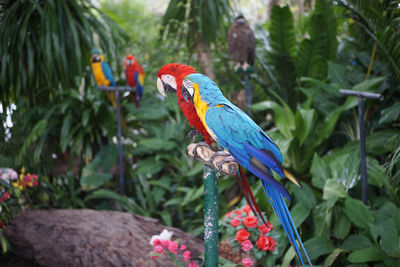 View of parrot perching on plant