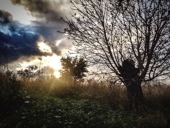 Bare trees on field against cloudy sky