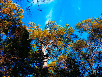 Low angle view of tree against blue sky