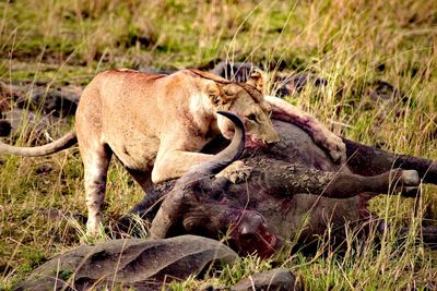 Lion killing wildebeest