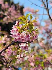 Close-up of pink cherry blossoms in spring