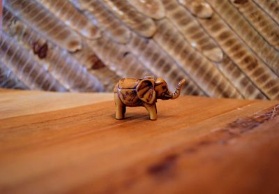 Close-up of insect on wood