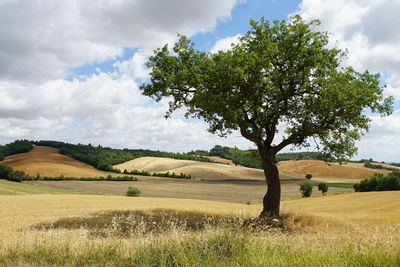 Tree on field against sky