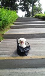 Portrait of dog on footpath