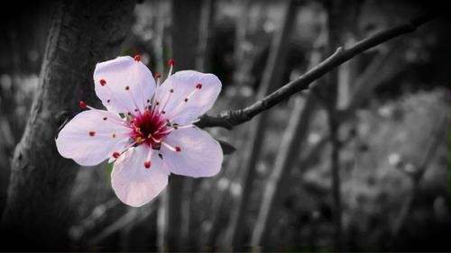 Close-up of fresh pink flowers blooming on twig