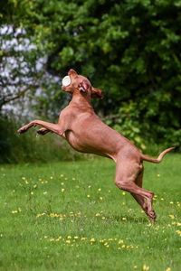 Vizsla playing with ball on grassy field