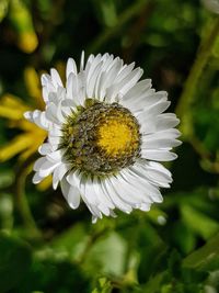 Close-up of insect on white flowering plant