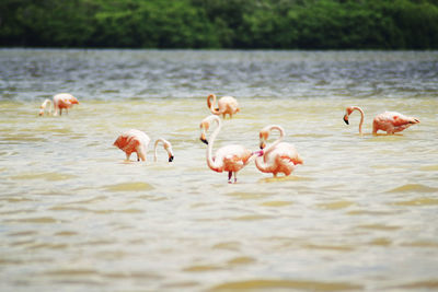 Flock of birds in the lake