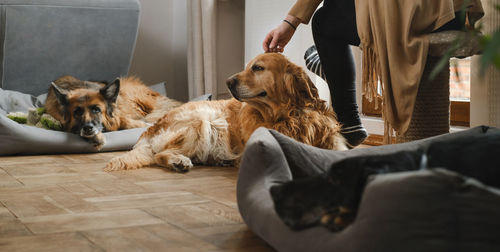 Ginger woman with three dogs cuddling on the floor pets friends at home with human. big dogs german