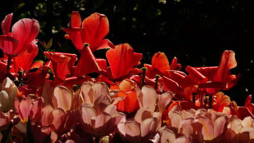 Close-up of tulips