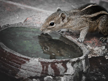 High angle view of squirrel drinking water