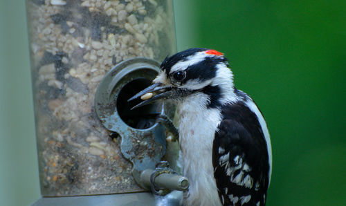 Close-up of bird perching on wall