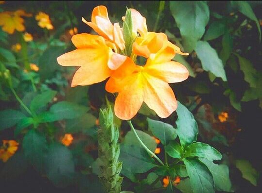 flower, petal, freshness, fragility, flower head, growth, yellow, beauty in nature, blooming, plant, nature, leaf, close-up, focus on foreground, in bloom, field, green color, park - man made space, day, outdoors