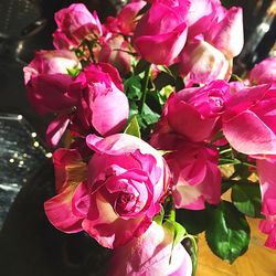 Close-up of pink flowers