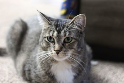 A close up portrait of a single brown tabby cat loafing looking away from the camera.