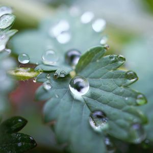 Close-up of water drops on green leaves