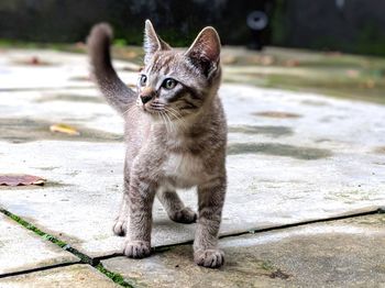 Portrait of cat sitting outdoors